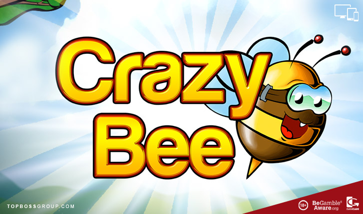 Crazy Bee winning slot by Amatic